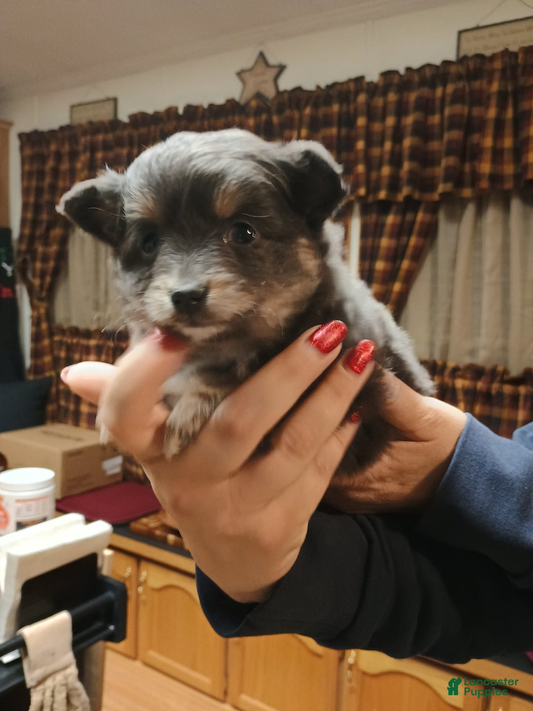 Chihuahua dogs for sale: Gizmo blue toy - Ad 6