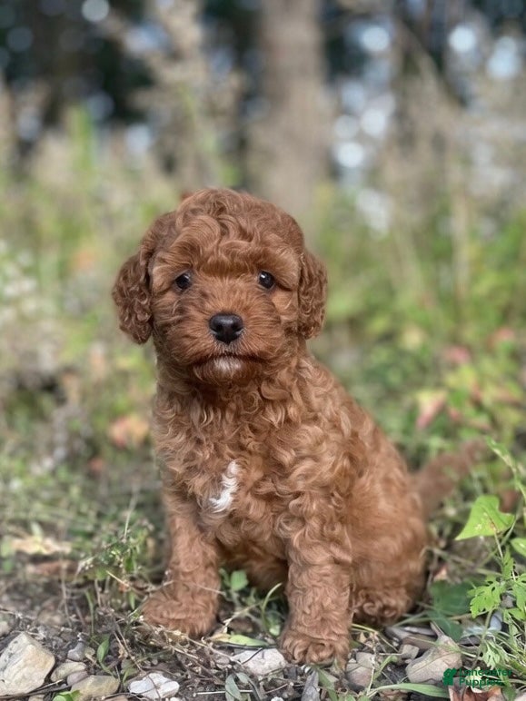 Cavapoo dogs Biscuit - Ad 2