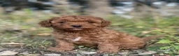 Cavapoo dogs for sale: Biscuit - Ad 2