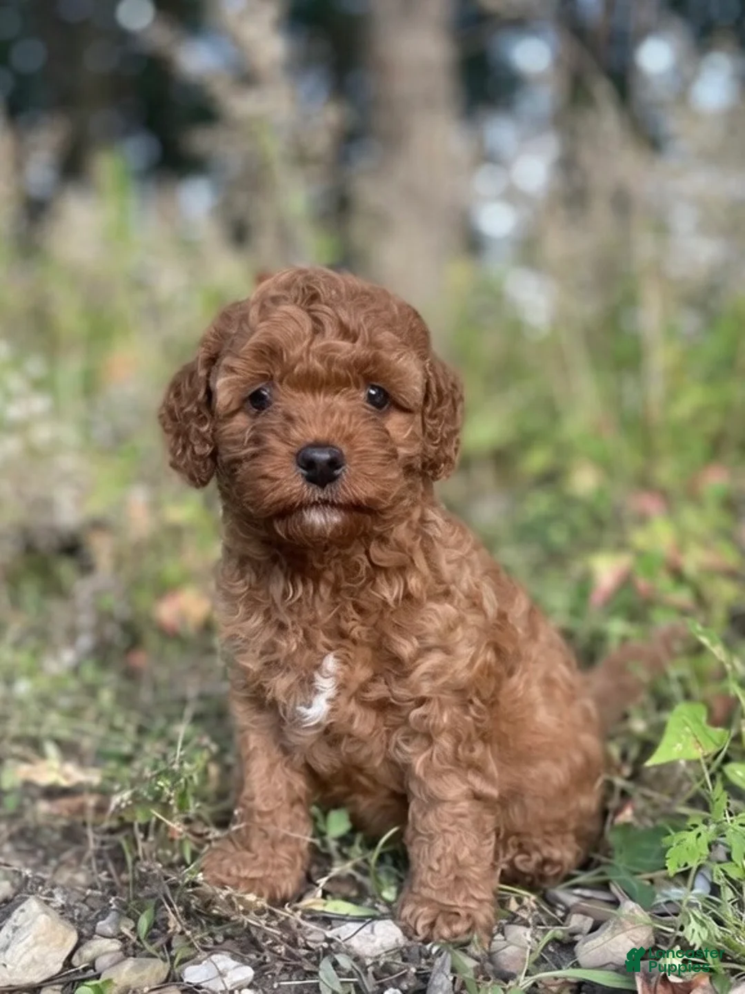Cavapoo dogs for sale: Biscuit - Ad 2