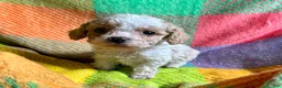 Cavapoo dogs for sale: Loki - Ad 7