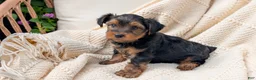 Yorkshire Terrier dogs for sale: Grady - Ad 2