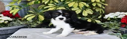 Cavalier King Charles Spaniel dogs for sale: Rover - Ad 1