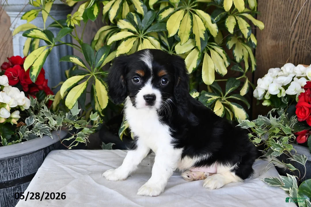Cavalier King Charles Spaniel dogs for sale: Rover - Ad 1