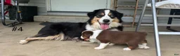 Miniature Australian Shepherd dogs for sale: Miniature Australian Shepherd Puppy 5 - Ad 6