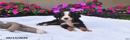 Bernese Mountain Dog dogs for sale: Quinn - Ad 4