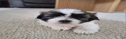 Shih Tzu dogs for sale: Bella - Ad 4