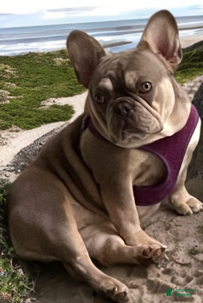 French Bulldog dogs Matilda - Ad 2
