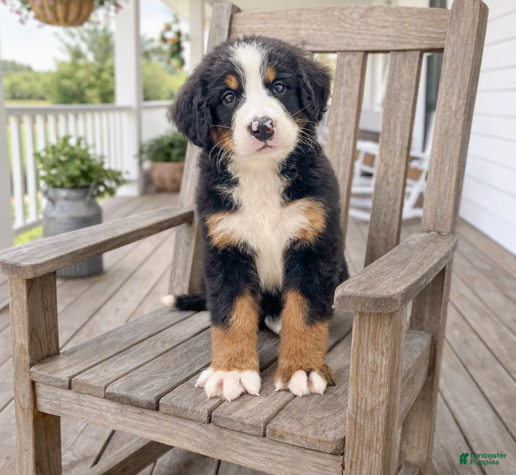 Bernese Mountain Dog dogs Iris - Ad 1