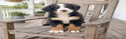 Bernese Mountain Dog dogs for sale: Iris - Ad 1