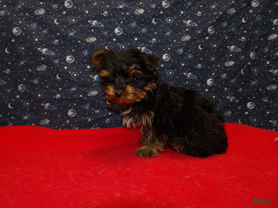 Yorkshire Terrier dogs for sale: Jonah - Ad 3