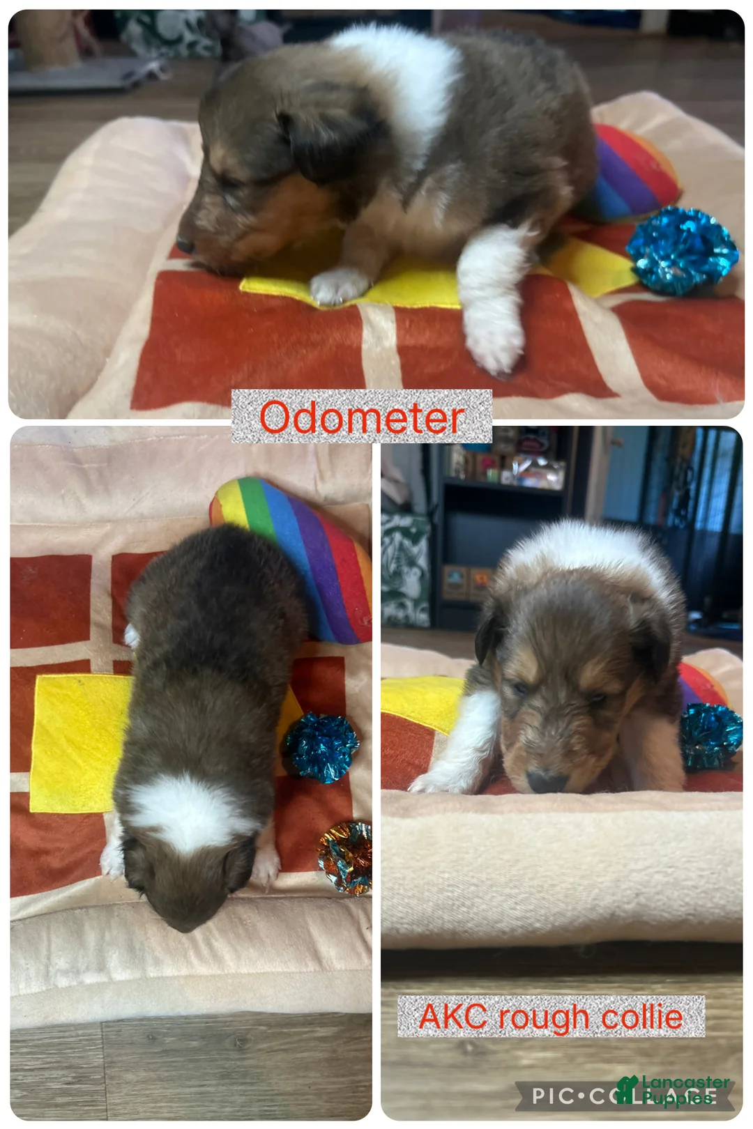 Collie dogs for sale: Odometer - Ad 1