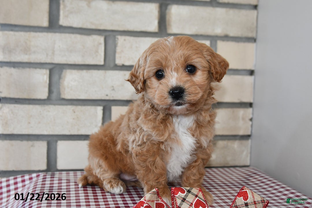 Bichpoo dogs for sale: Chester - Ad 1