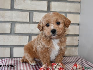 Bichpoo dogs Chester - Ad 20