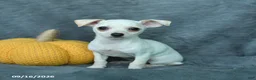 Mixed Breed dogs for sale: Hazel - Ad 4