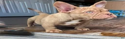 American Bully dogs for sale: Royal - Ad 7