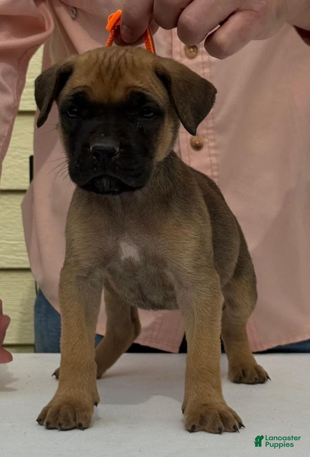 Cane Corso dogs for sale: Cane Corso 6 - Ad 2