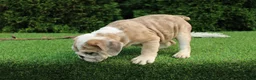 English Bulldog dogs for sale: Daisy - Ad 9