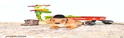 Miniature Dachshund dogs for sale: Shawn  - Ad 7