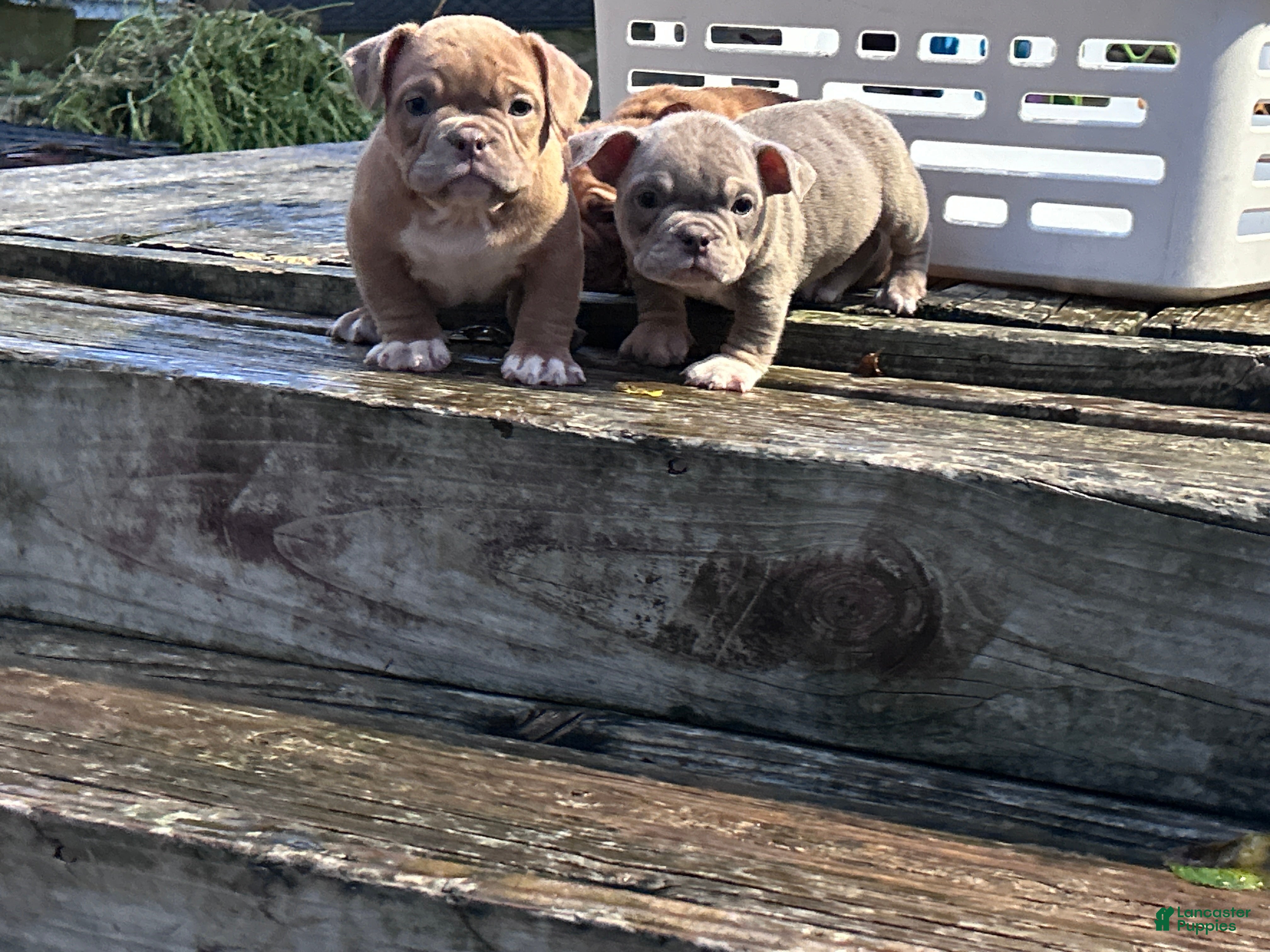 American Bully dogs Princess Peach - Ad 2