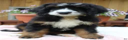 Bernedoodle dogs for sale: Annabelle  - Ad 6