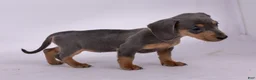 Miniature Dachshund dogs for sale: Pam - Ad 4