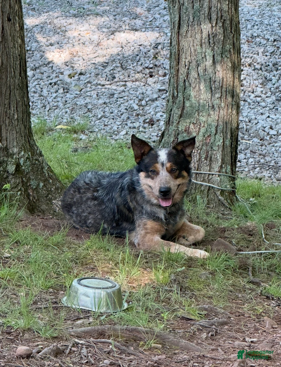 Australian Cattle Dog dogs for stud: Duff & Archer - Ad 2