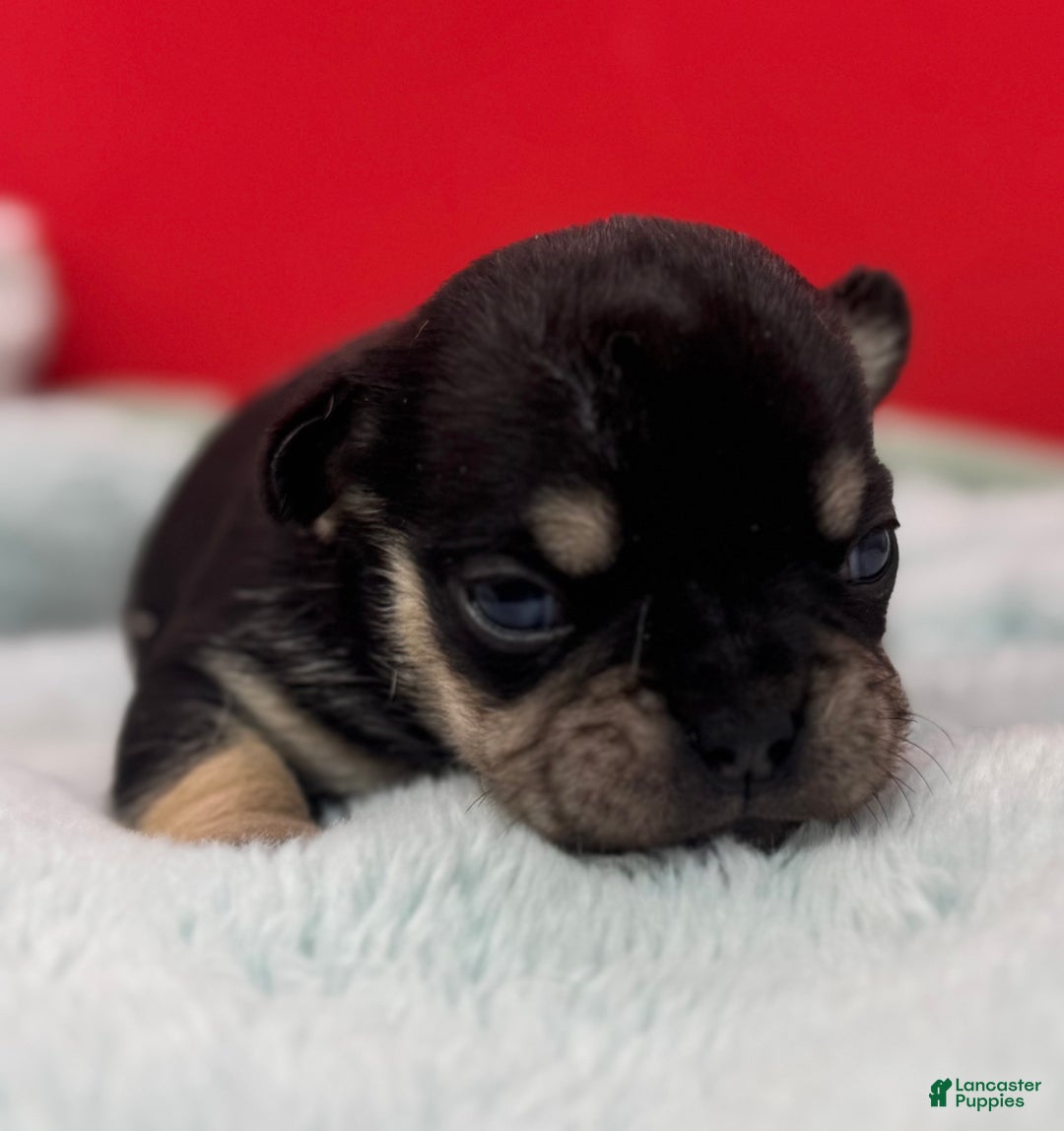 French Bulldog dogs for sale: French Bulldog Puppy 1 - Ad 4