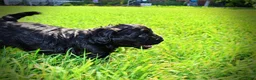 Havapoo dogs for sale: Harmony - Ad 25