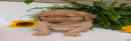 Golden Retriever dogs for sale: Shadow  - Ad 12