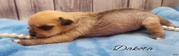 Mixed Breed dogs for sale: Dakota - Ad 10