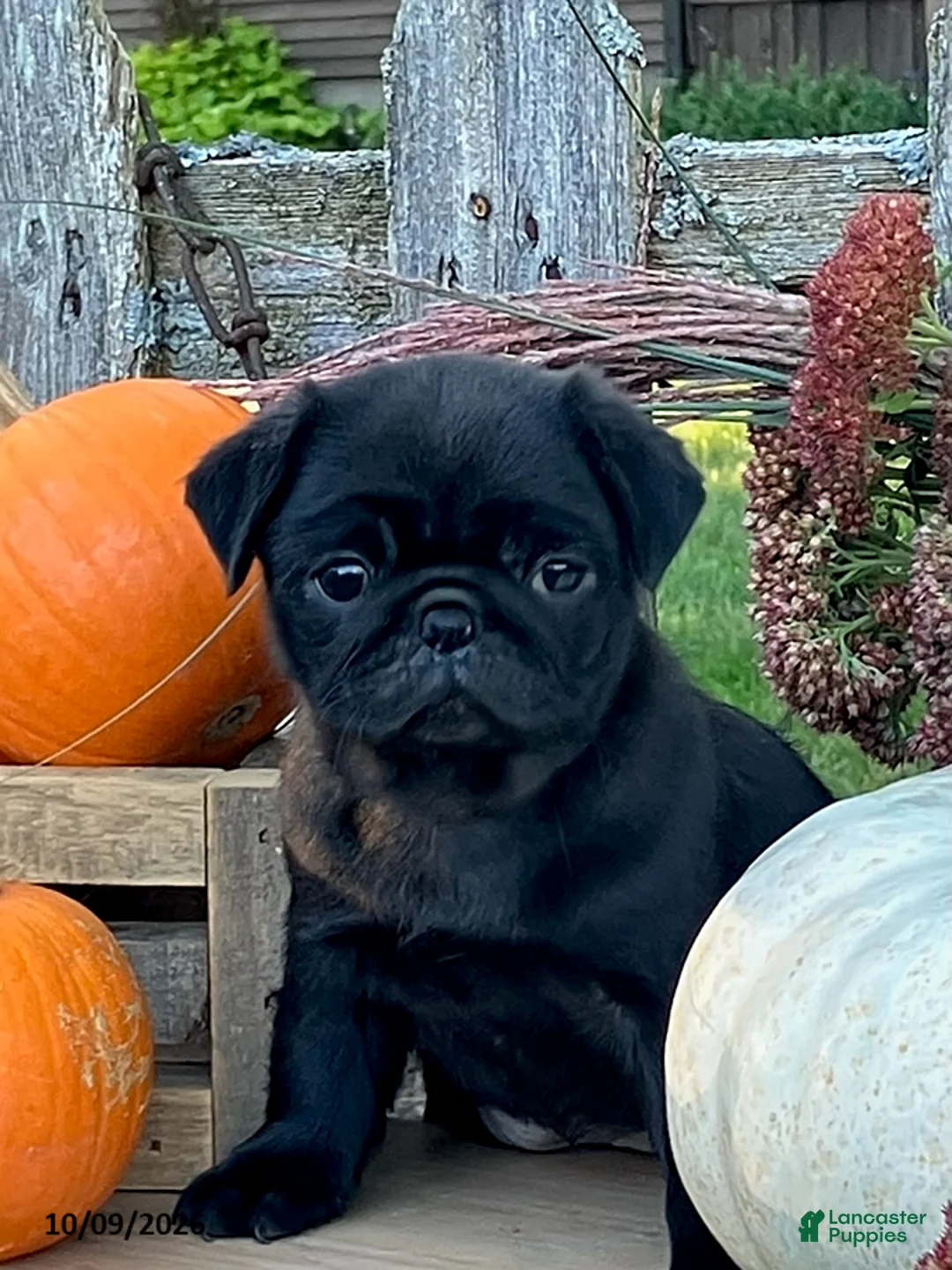 Pug dogs for sale: Chocolate - Ad 1