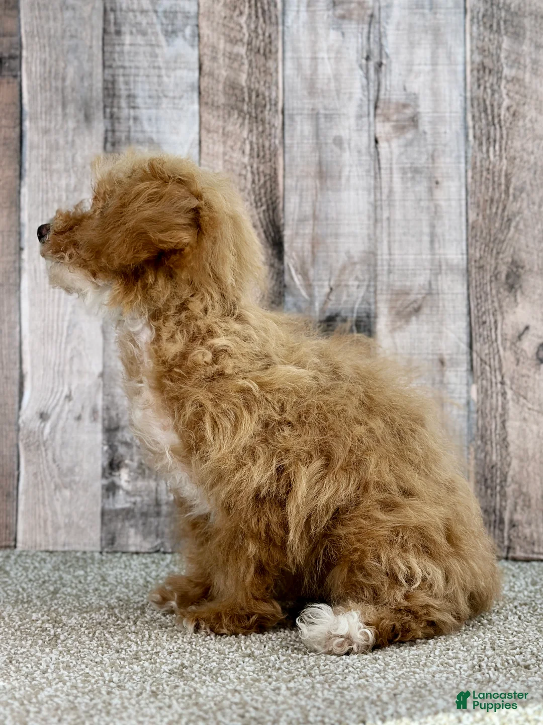 Bichpoo dogs for sale: Girl Ella - 8337 - Ad 2