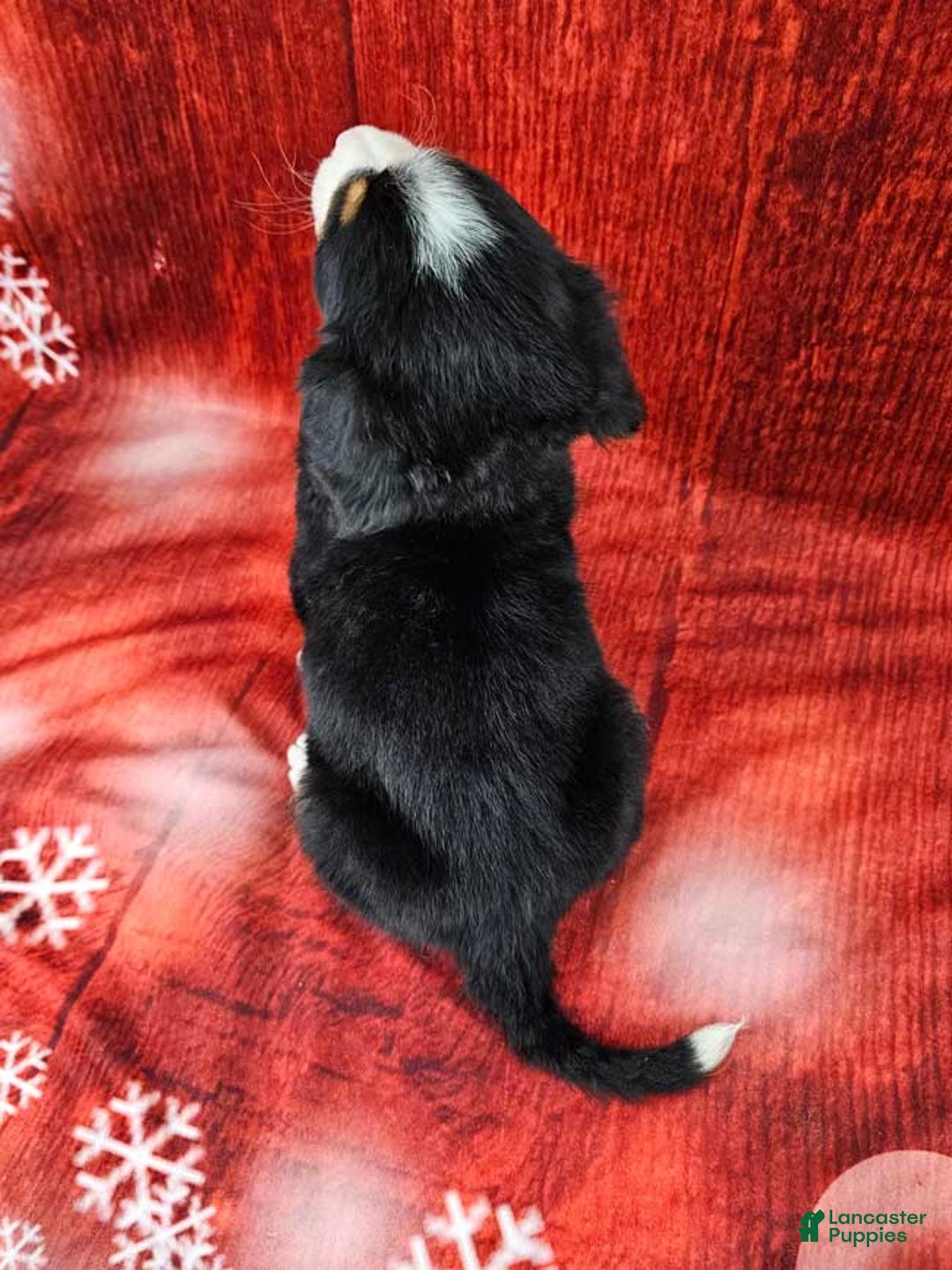 Bernese Mountain Dog dogs for sale: Smokey - Ad 4