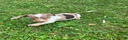 Miniature Dachshund dogs for sale: Akc Davon - Ad 8