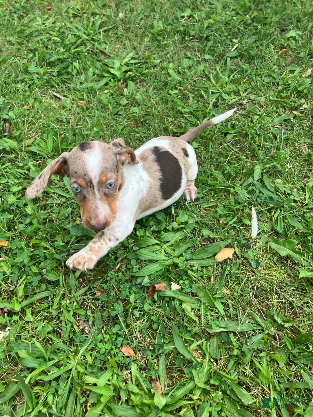 Miniature Dachshund dogs for sale: Akc Davon - Ad 8