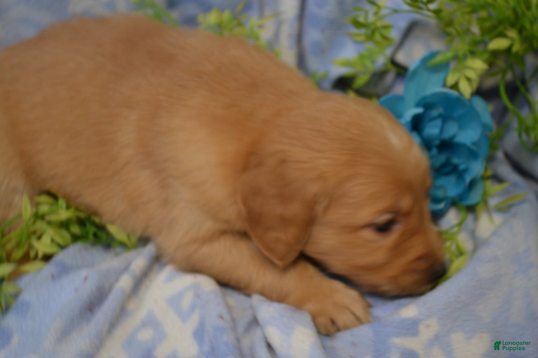 Golden Retriever dogs for sale: Anjie - Ad 2