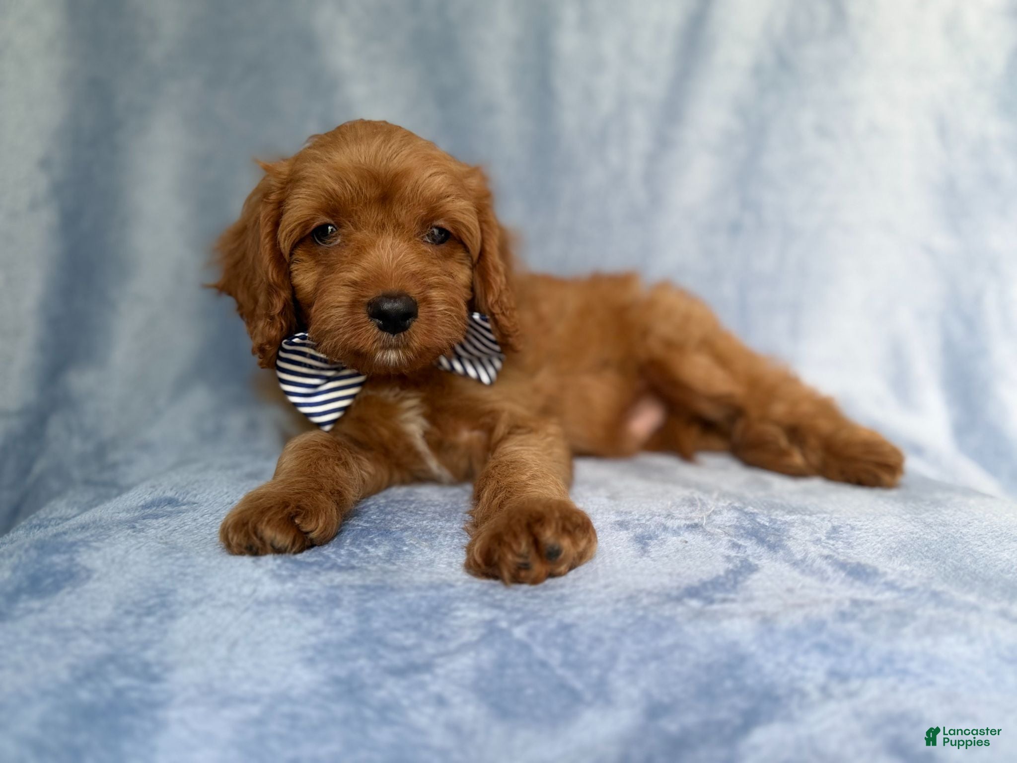 Cavapoo dogs Moose - Ad 9