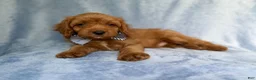 Cavapoo dogs for sale: Moose - Ad 1