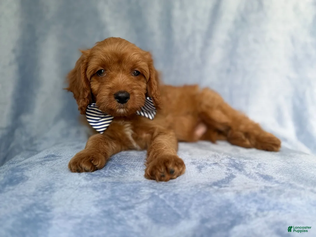 Cavapoo dogs for sale: Moose - Ad 1