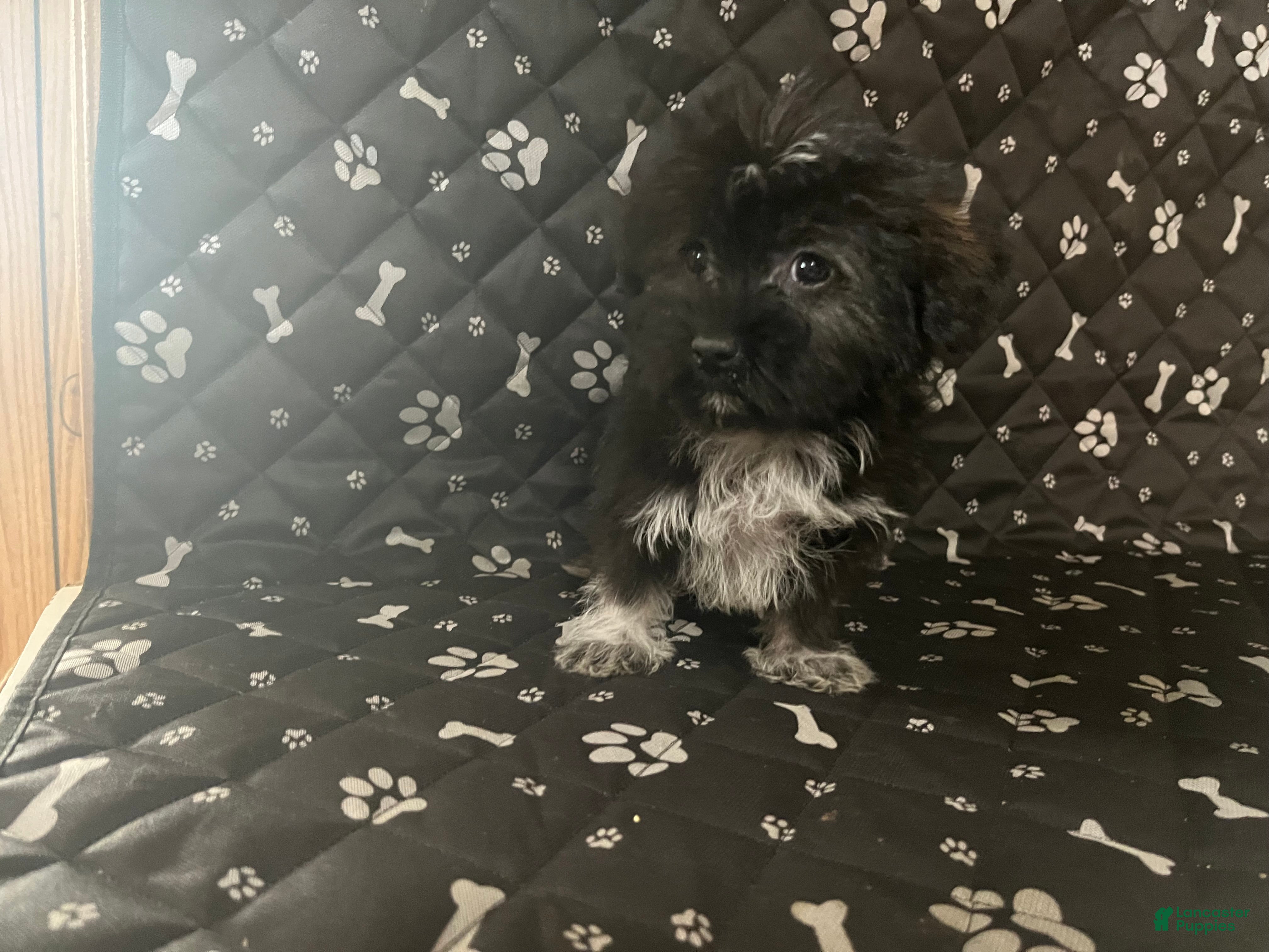 Mixed Breed dogs Mixed Breed Puppy 4 - Ad 16