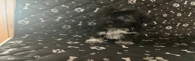 Mixed Breed Puppy 4