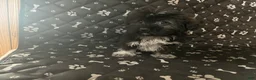 Mixed Breed dogs for sale: Mixed Breed Puppy 4 - Ad 1