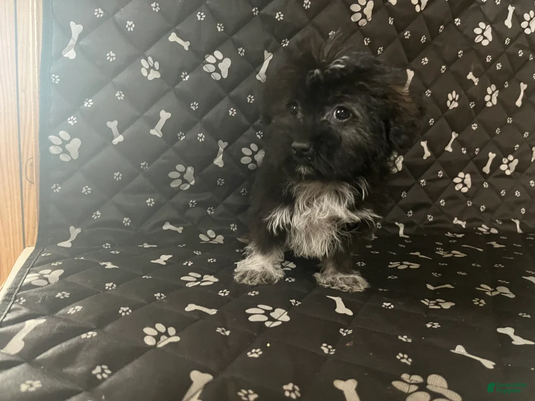 Mixed Breed dogs for sale: Mixed Breed Puppy 4 - Ad 1