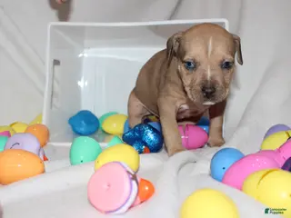 American Bully dogs Baby rain - Ad 5