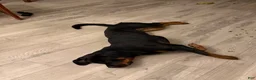 Rottweiler dogs for sale: Lola  - Ad 2