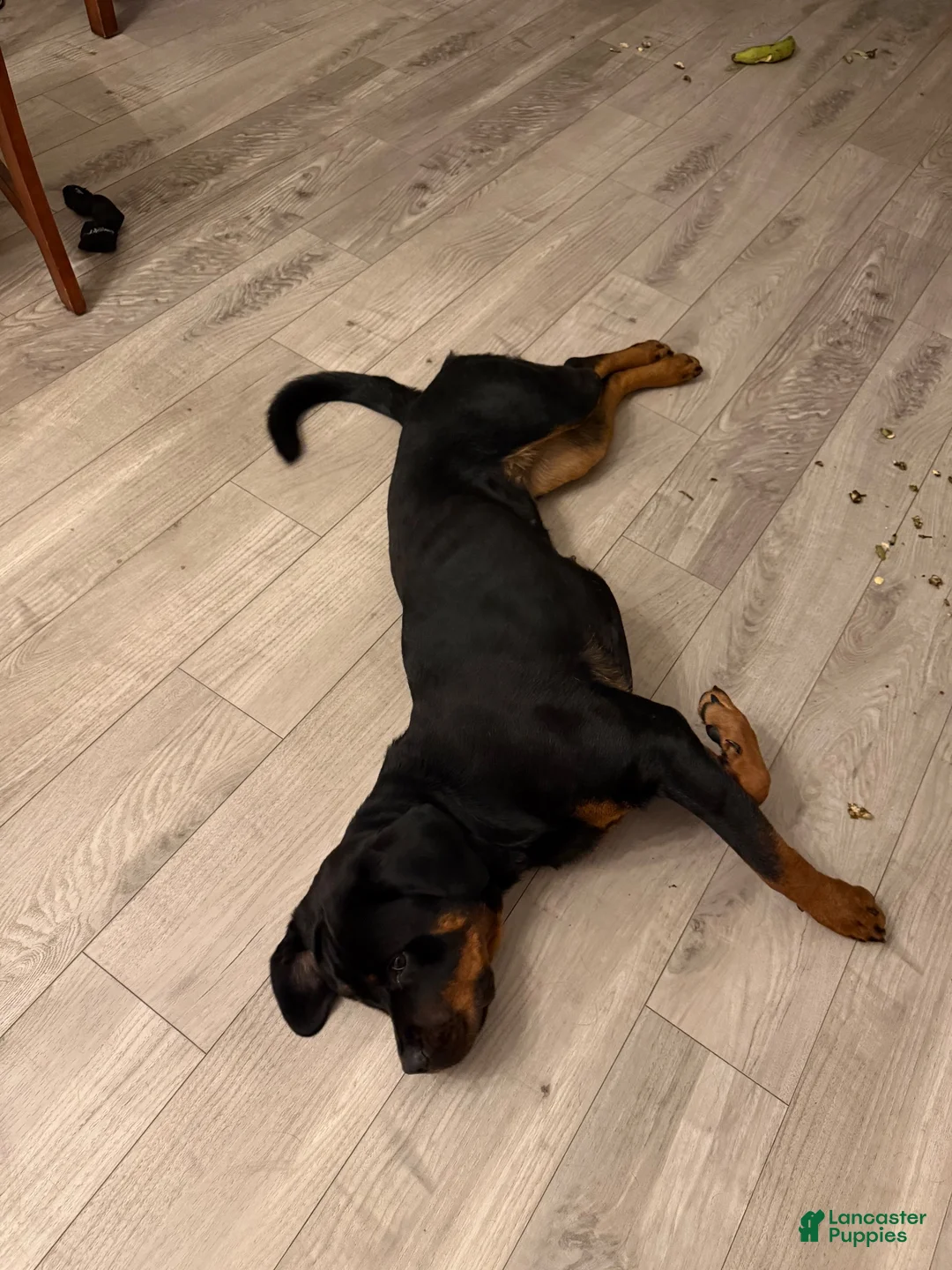 Rottweiler dogs for sale: Lola  - Ad 2