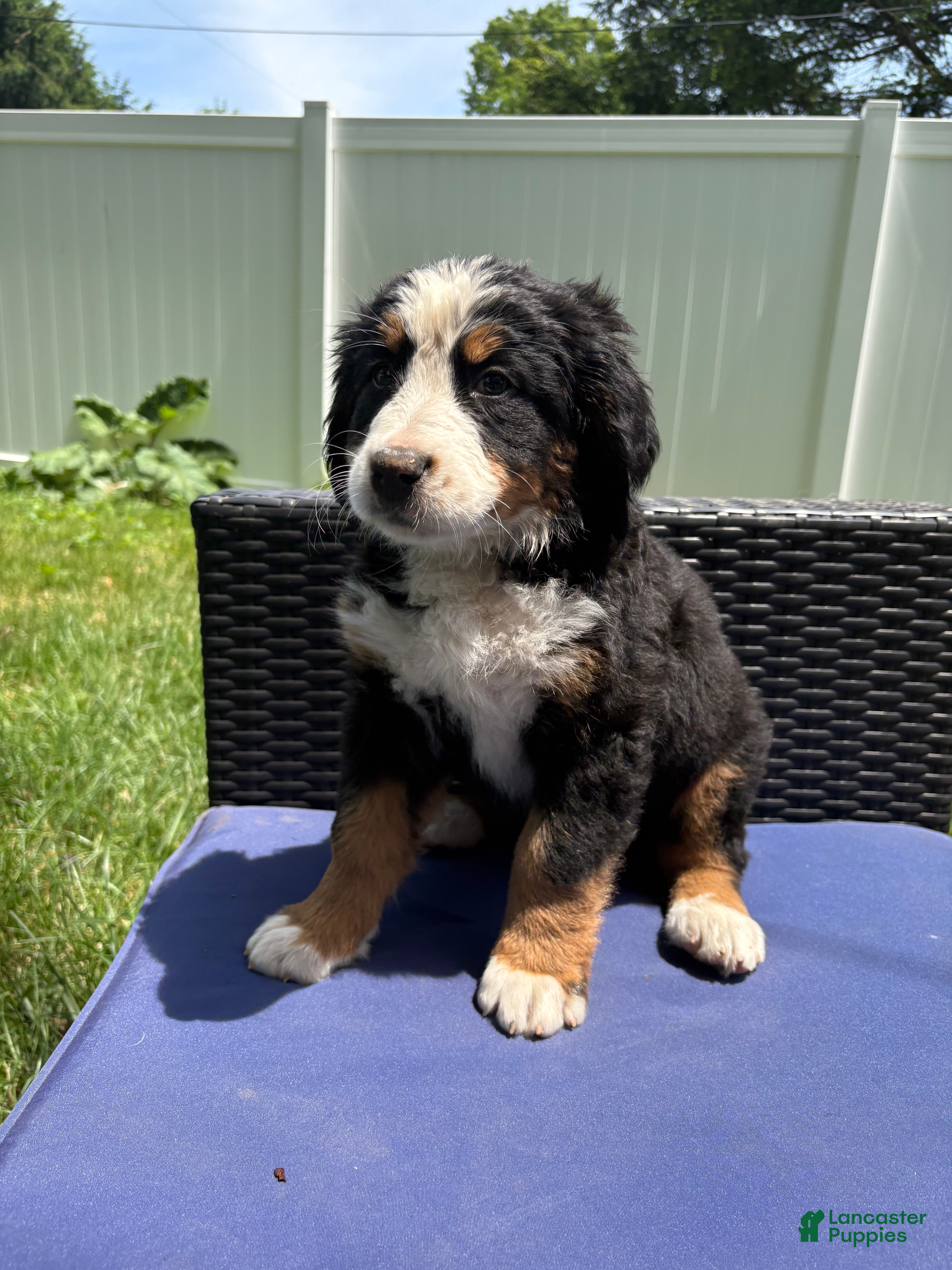 Bernese Mountain Dog dogs for sale: Baileys - Ad 7