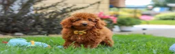 Miniature Poodle dogs for sale: Blake - Ad 2