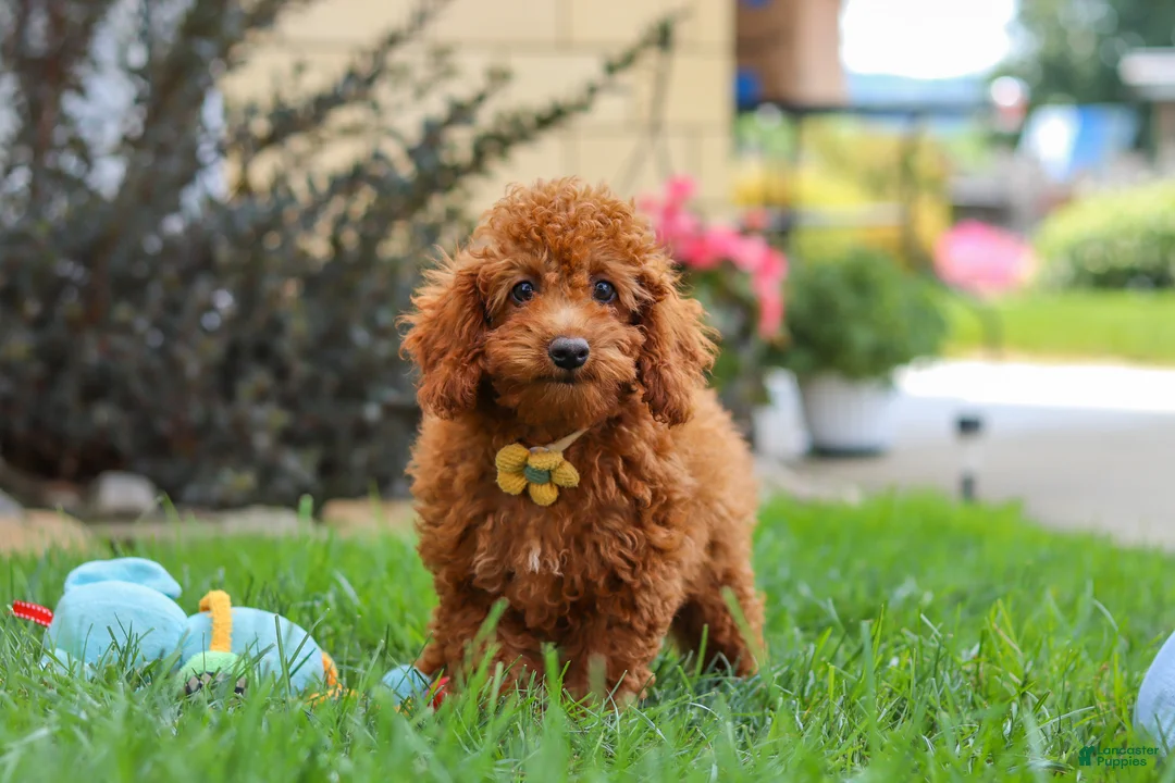 Miniature Poodle dogs for sale: Blake - Ad 2